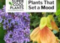 Episode 7: Plants That Set a Mood
