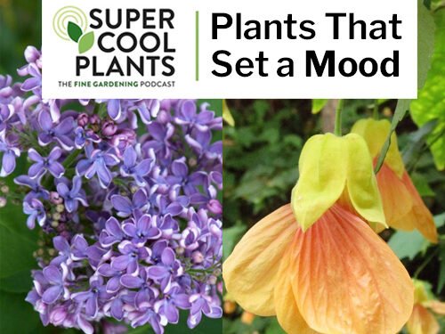 Episode 7: Plants That Set a Mood