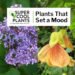 Episode 7: Plants That Set a Mood Episode 7: Plants That Set a Mood