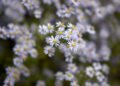 Gardening 101: Aster – Gardenista