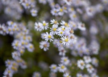 Gardening 101: Aster – Gardenista