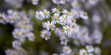 Gardening 101: Aster – Gardenista