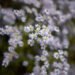 Gardening 101: Aster – Gardenista Gardening 101: Aster – Gardenista