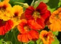 How to Care for Nasturtiums in Winter