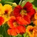 How to Care for Nasturtiums in Winter How to Care for Nasturtiums in Winter