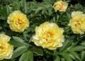 How to Care for Peony Plants in Winter