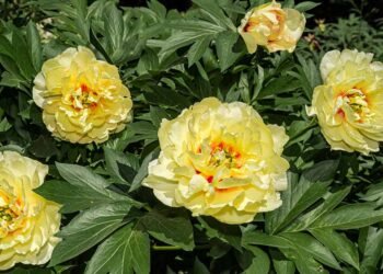 How to Care for Peony Plants in Winter
