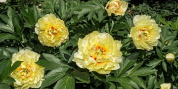 How to Care for Peony Plants in Winter