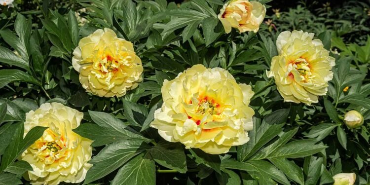 How to Care for Peony Plants in Winter