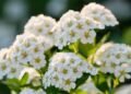 How to Care for Spirea Shrubs in Winter