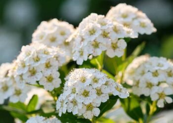 How to Care for Spirea Shrubs in Winter