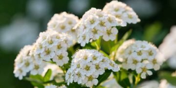 How to Care for Spirea Shrubs in Winter