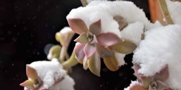 How to Care for Succulents in Winter