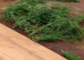 How to Dry Dill | 4 Best Ways to Dry Dill Weed & Other Fresh Herbs