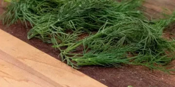 How to Dry Dill | 4 Best Ways to Dry Dill Weed & Other Fresh Herbs How to Dry Dill | 4 Best Ways to Dry Dill Weed & Other Fresh Herbs