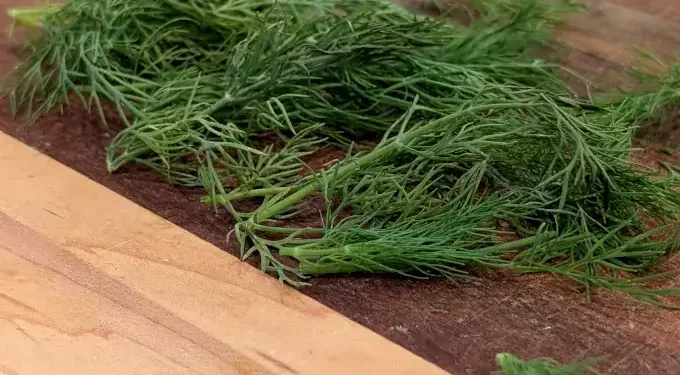 How to Dry Dill | 4 Best Ways to Dry Dill Weed & Other Fresh Herbs