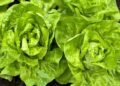 How to Grow, Care For, and Harvest It