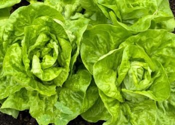 How to Grow, Care For, and Harvest It