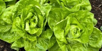 How to Grow, Care For, and Harvest It How to Grow, Care For, and Harvest It