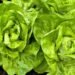 How to Grow, Care For, and Harvest It How to Grow, Care For, and Harvest It