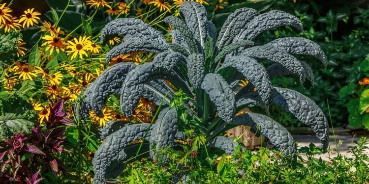 How to Grow Lacinato (Dinosaur) Kale