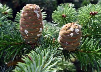 How to Grow and Care for California Red Fir