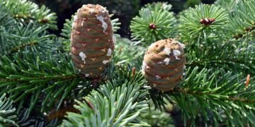 How to Grow and Care for California Red Fir