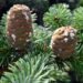 How to Grow and Care for California Red Fir
