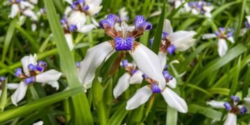 How to Grow and Care for Walking Iris (Trimezia)