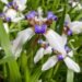 How to Grow and Care for Walking Iris (Trimezia)
