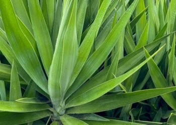 How to Grow and Care for Yucca Plants