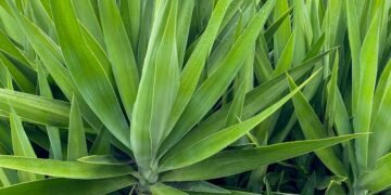 How to Grow and Care for Yucca Plants
