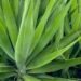 How to Grow and Care for Yucca Plants How to Grow and Care for Yucca Plants