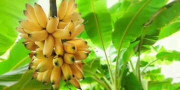 How to Overwinter Banana Plants How to Overwinter Banana Plants
