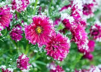 How to Overwinter Hardy Garden Chrysanthemums