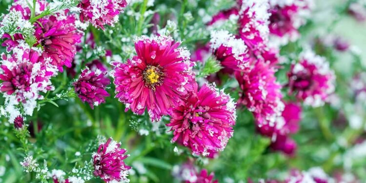 How to Overwinter Hardy Garden Chrysanthemums