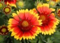 How to Prepare Blanket Flowers (Gaillardia) for Winter How to Prepare Blanket Flowers (Gaillardia) for Winter