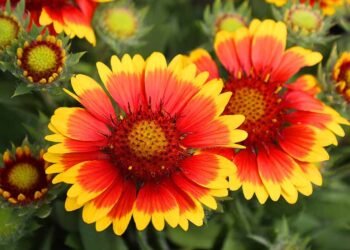 How to Prepare Blanket Flowers (Gaillardia) for Winter