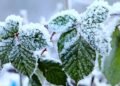 How to Prepare Boysenberry Bushes for Winter How to Prepare Boysenberry Bushes for Winter