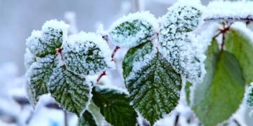 How to Prepare Boysenberry Bushes for Winter