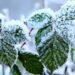 How to Prepare Boysenberry Bushes for Winter How to Prepare Boysenberry Bushes for Winter