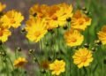 How to Prepare Coreopsis Flowers for Winter