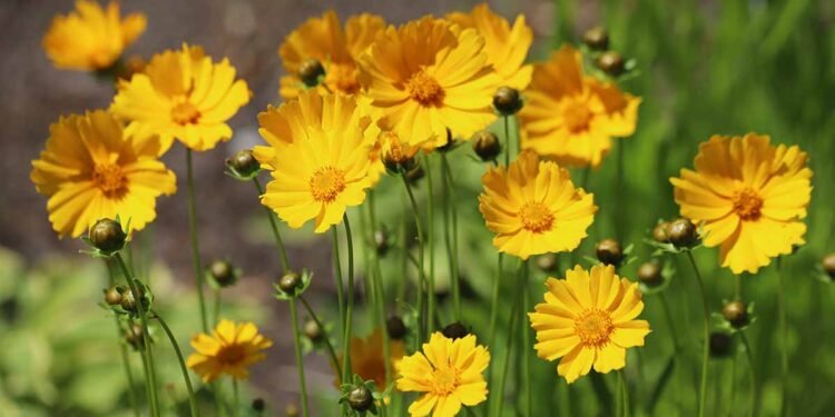 How to Prepare Coreopsis Flowers for Winter