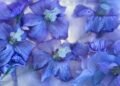 How to Prepare Delphinium Plants for Winter