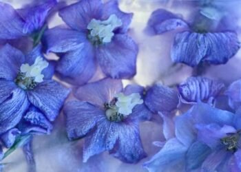 How to Prepare Delphinium Plants for Winter