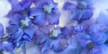 How to Prepare Delphinium Plants for Winter How to Prepare Delphinium Plants for Winter