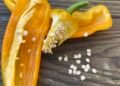 How to Save Bell Pepper Seeds Step-by-Step