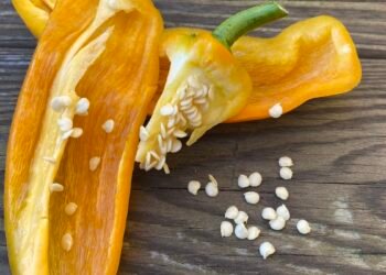 How to Save Bell Pepper Seeds Step-by-Step