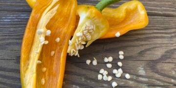 How to Save Bell Pepper Seeds Step-by-Step