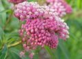 How to Winterize Milkweed Plants